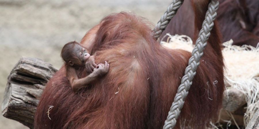 orang-utan baby rostock