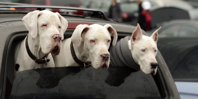 Ein Trio von Doggen streckt seine Köpfe aus dem Rückfenster eines Geländewagens, während es darauf wartet, dass sein Herrchen, Diana Taylor (nicht zu sehen), am 24. Dezember 2012 in Atlanta, Georgia, USA, von den letzten Weihnachtseinkäufen zurückkehrt. Von links sind Atlas, Atticus und Ari. Hund