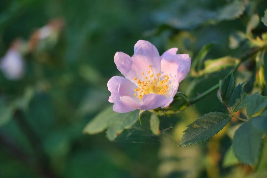 Wilde Rose Sorte Sträucher