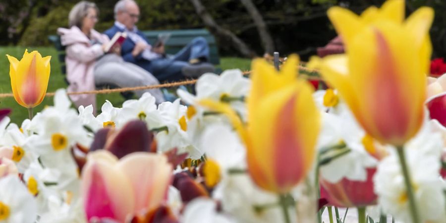 blumen niederlanden