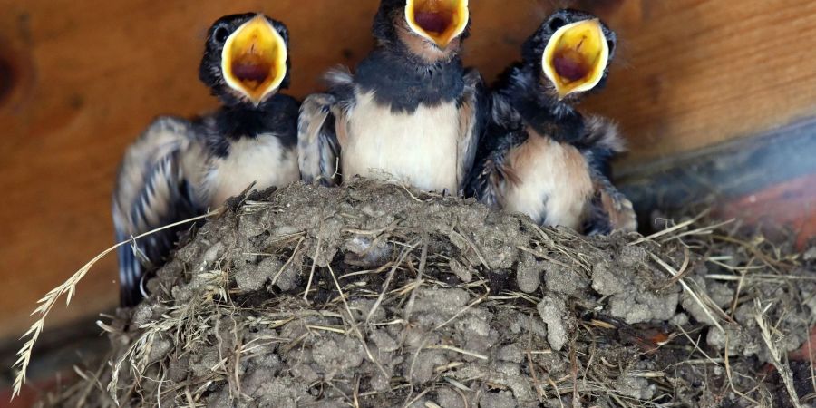 Schwalben im Nest.