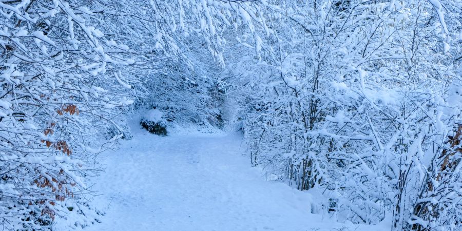 Ein veschneiter Spazierweg. - Region Spiez