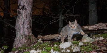 Wildkatze