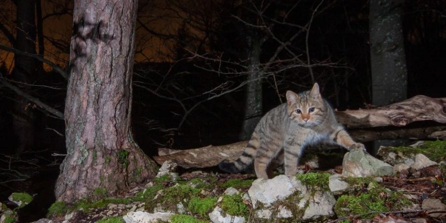 Wildkatze