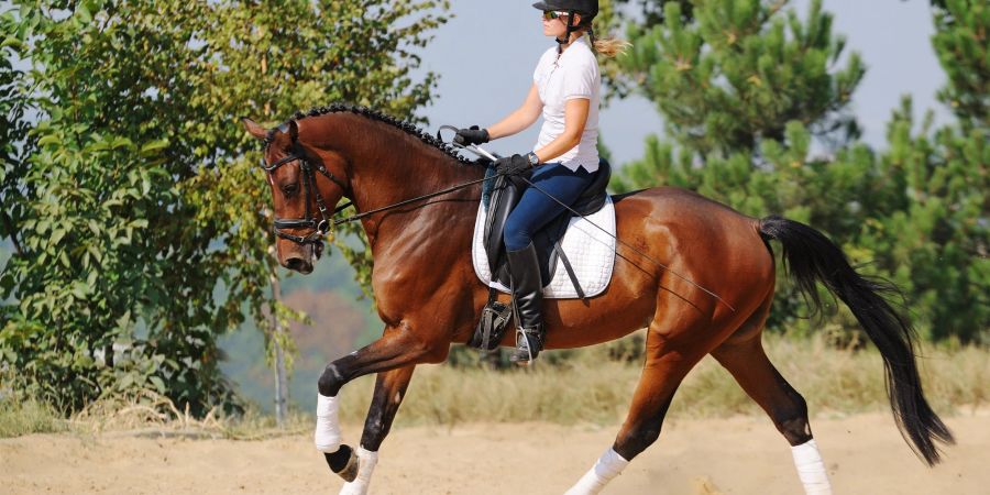 Pferde brauchen ausreichend Bewegung – Intervalltraing ist da genau das Richtige.