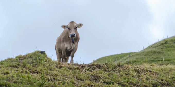 «Erkennen» - Kuhglocken bei Beerdigung geklaut – Älpler hegt Verdacht