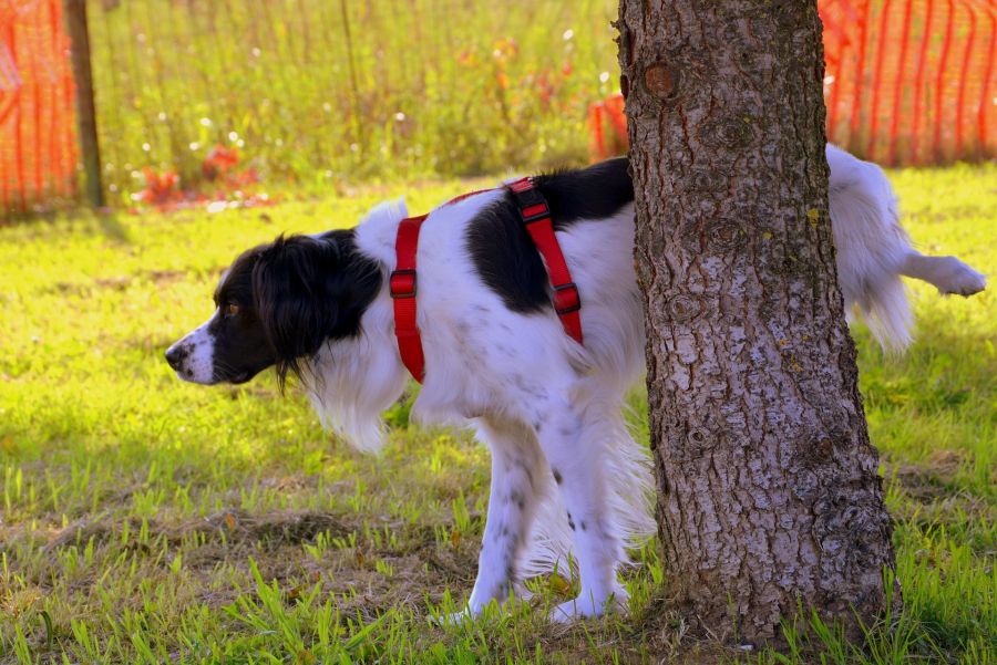 Denn neu muss Hundeurin von Bäumen weggespühlt werden, um die Baumrinde zu schützen.