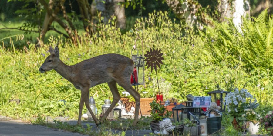 Dank neuer Tore sollen Rehe keinen Zutritt mehr zum Friedhof Winterthur finden. (Symbolbild)