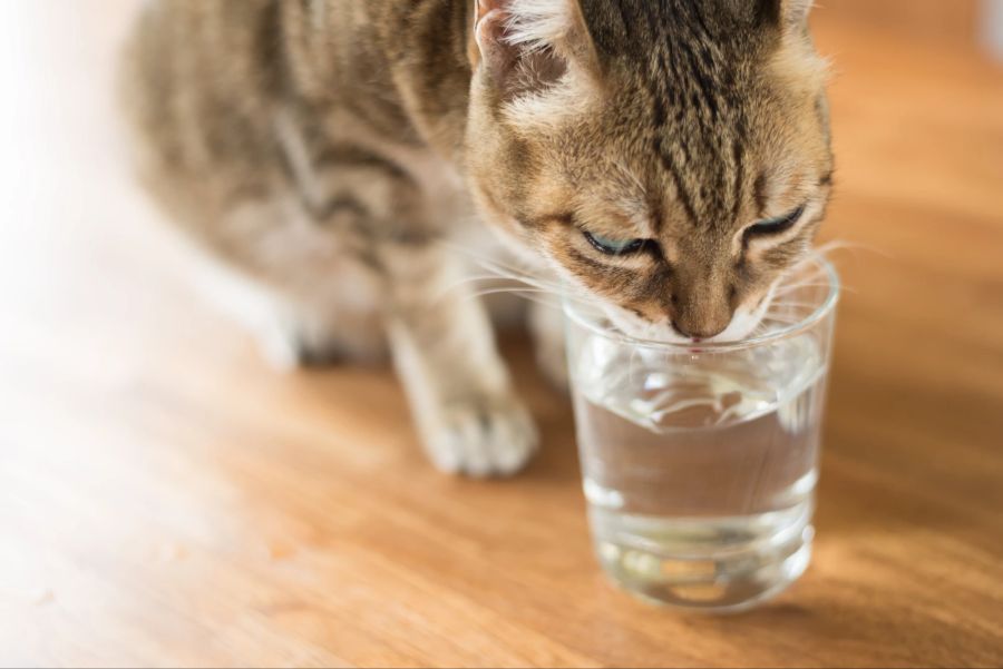 Katze, Wasserglas