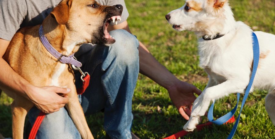 Hunde wollen einander beissen