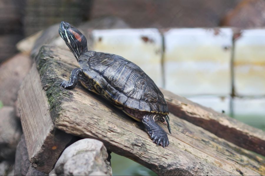 Schildkröte Gehege