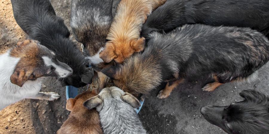 Hunde fressen aus einem Napf