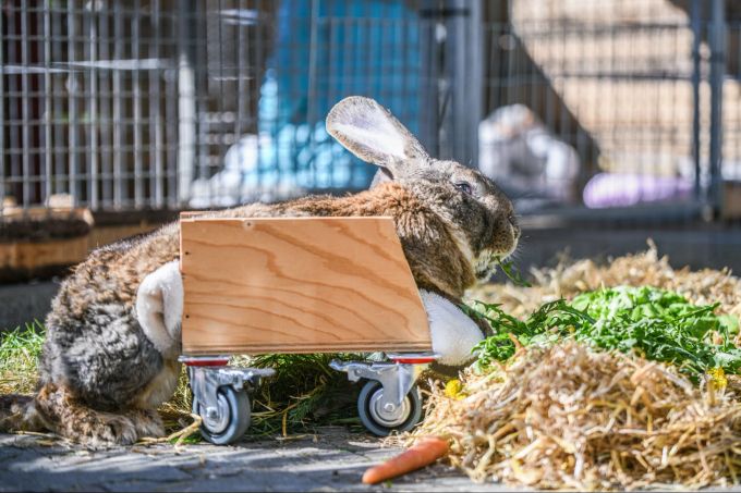 Das Riesenkaninchen kann sich mithilfe eines selbst gebauten Rollators fortbewegen. Hase Hot Wheels