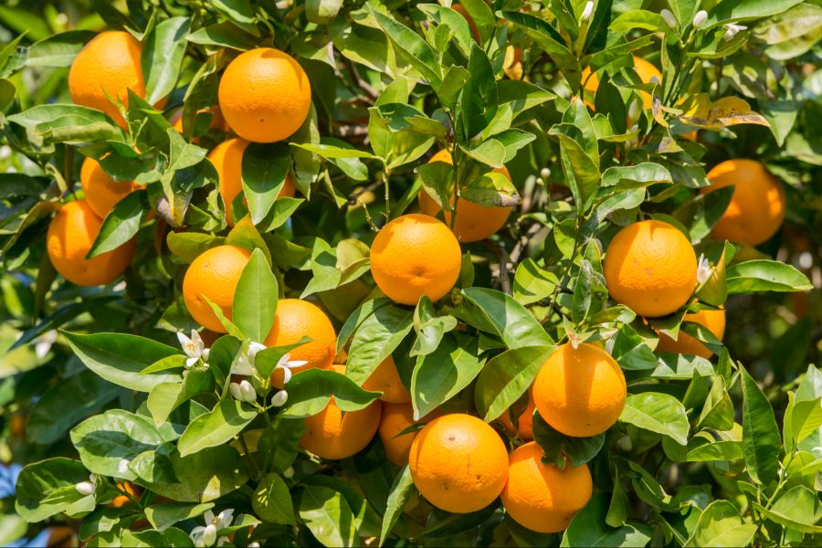 Orangen, baum