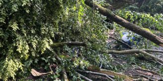 Sturm am Sonntag - Baumkrone verletzt 15-Jährige in Zofingen AG schwer