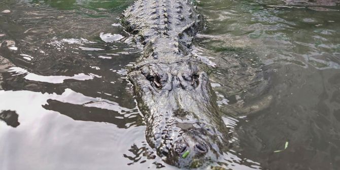 Alligator "Morris" gestorben