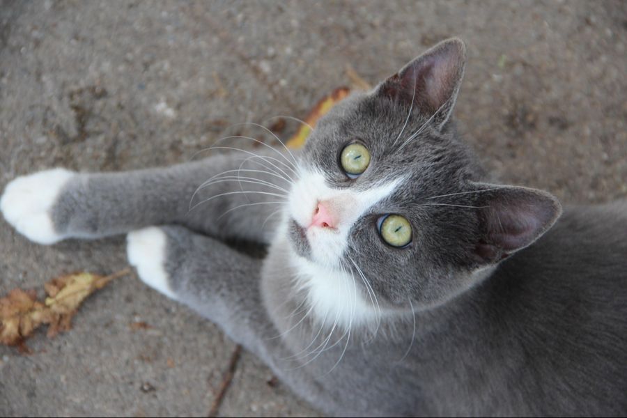 Bald im Flugzeug? Katzen sollen künftig in der Kabine mitfliegen dürfen.