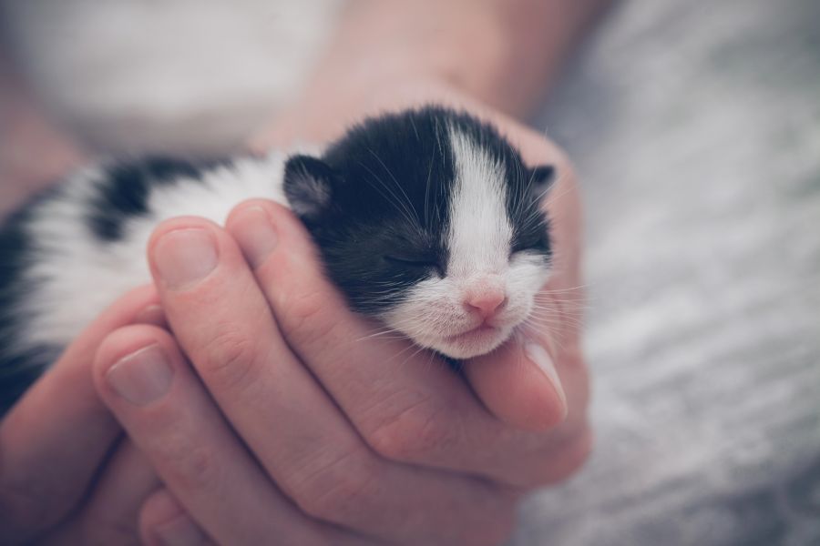 katzenbabys verstossen