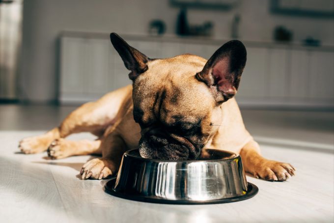 Wenn Hunde unter leichten Verstopfungen leiden, können diese häufig mit einfachen Hausmitteln gelöst werden. nn