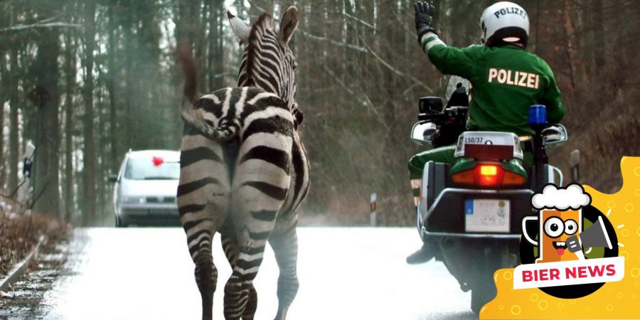 Zebras Polizei Flucht geflohen