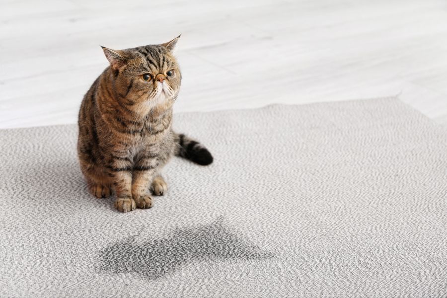 katze pinkeln wohnung