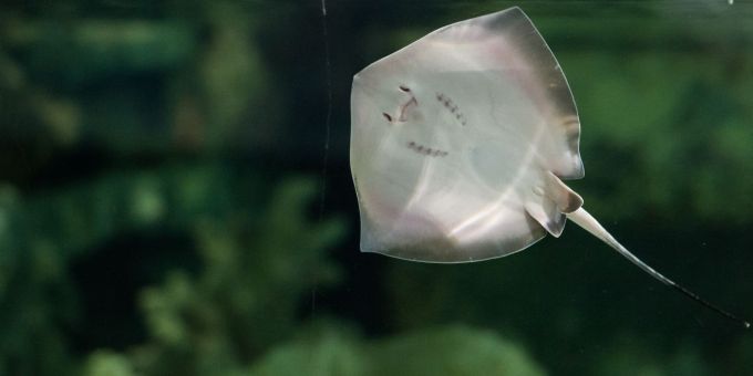 Ein junger südlicher Stechrochen im Tierpark Hagenbeck in Hamburg. (Archivbild) Stechrochen