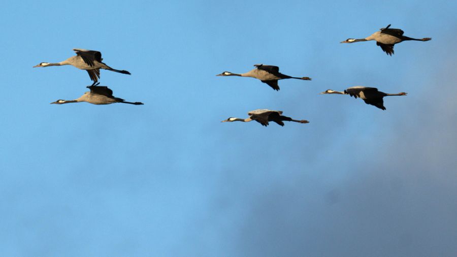 Die Gefahr kommt insbesondere auch aus der Luft durch Zugvögel.