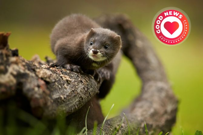 Pelztierfarm Rückgang Einbruch Mode