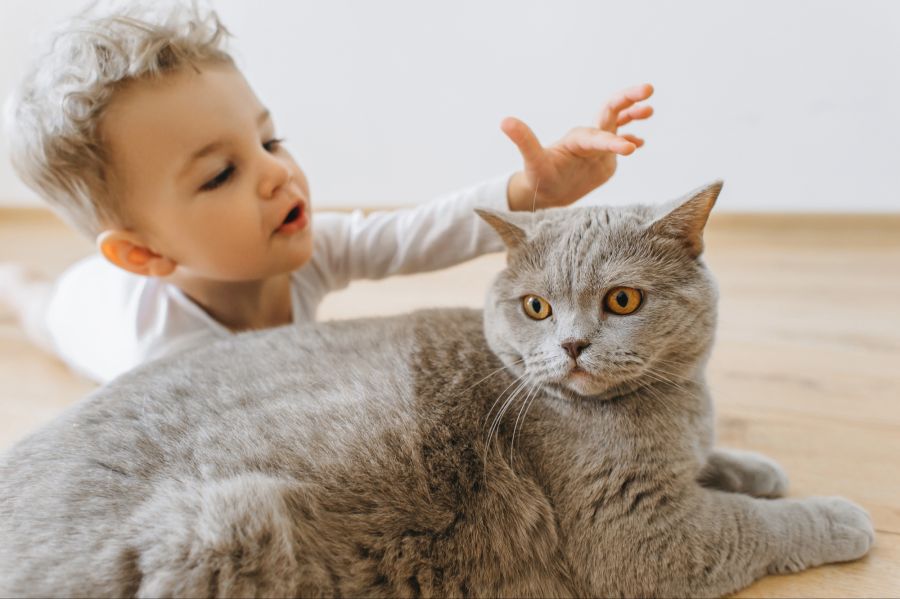 Kleiner Junge will Katze auf dem Kopf streicheln