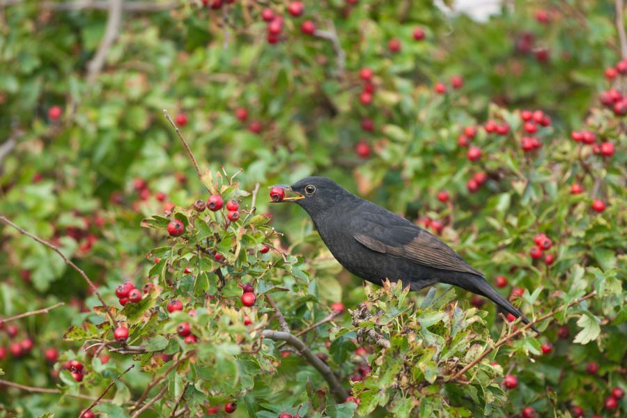 Amsel Beeren Strauch rot