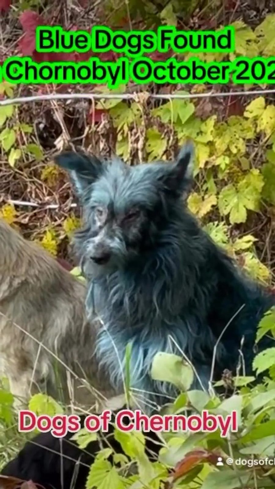 Nach ersten Beobachtungen wirken die betroffenen Hunde lebhaft und gesund, was zumindest kurzfristig beruhigt.