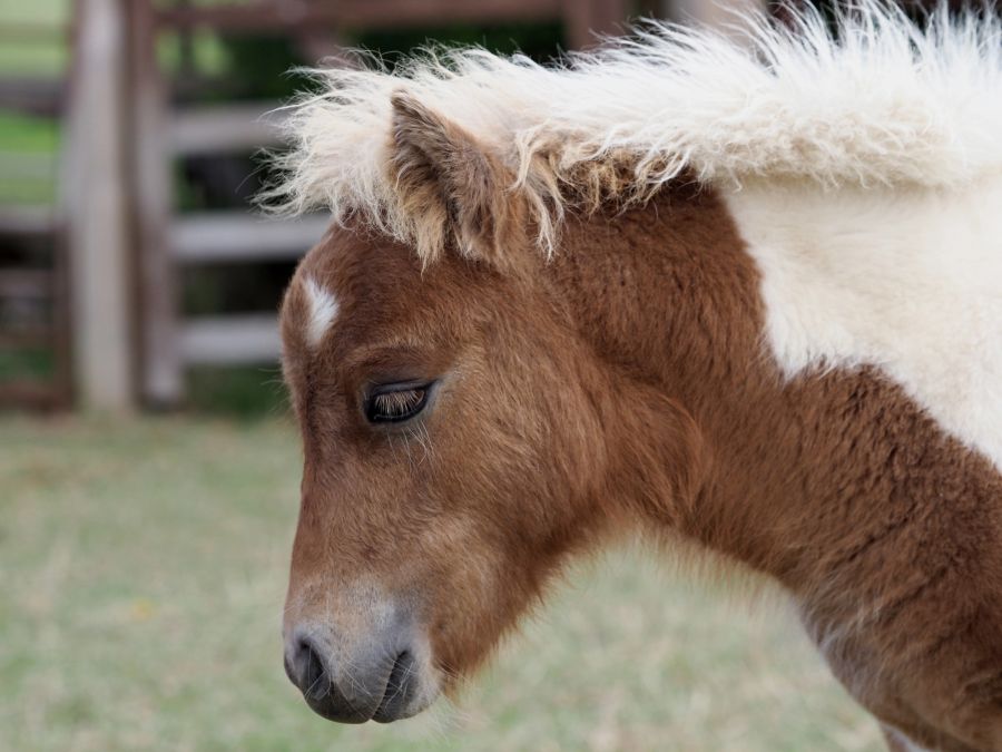 Shetlandponyfohlen