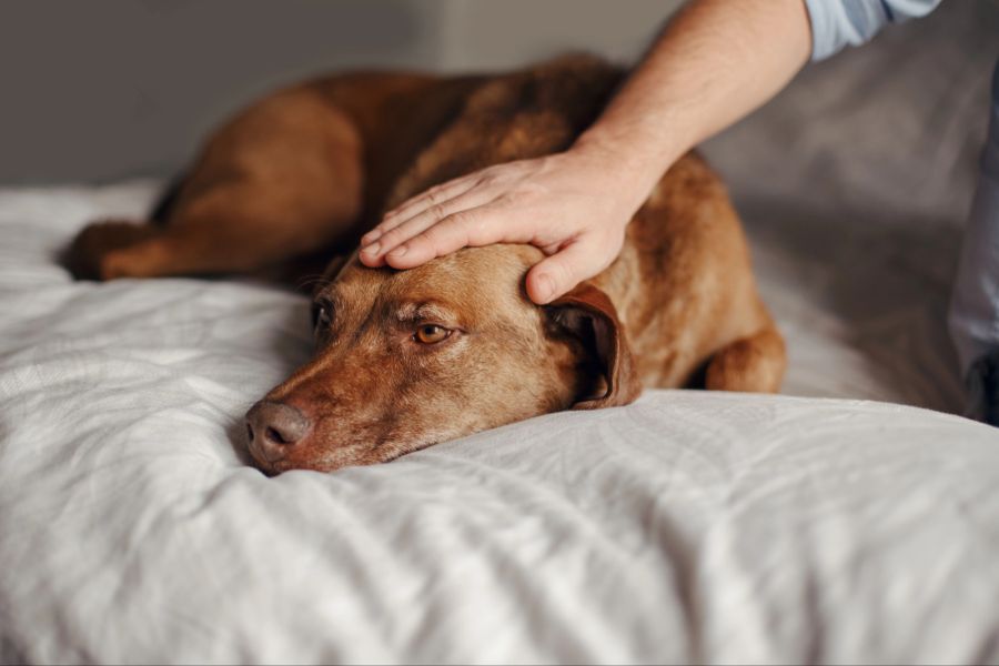 gebärmutterentzündung hund