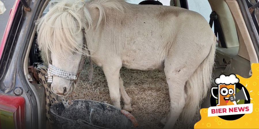 Pony Kofferraum PKW Auto