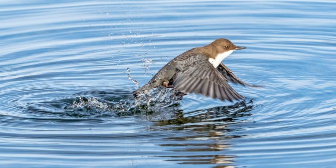 Die Wasseramsel
