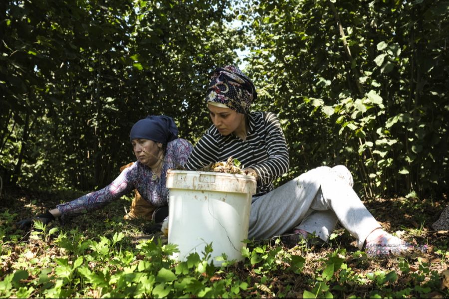 Dieses Jahr aber kommt es wegen Frost und Schädlingen zu Ernteausfällen.