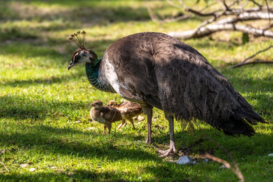 Pfau ausgebüxt Teufen Feuerwerk