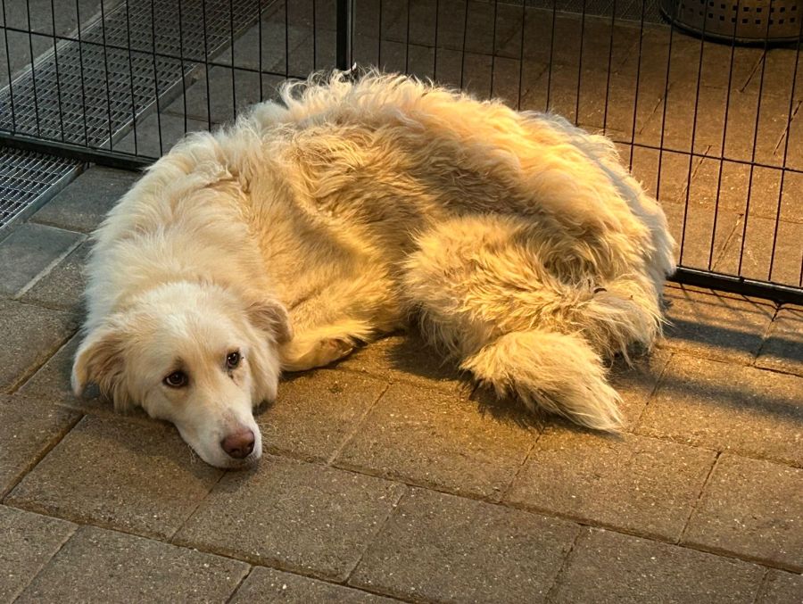 «Ich bin mir sicher, dass man die meisten der 120 Hunde auch wieder hingekriegt hätte», sagt Düsel.