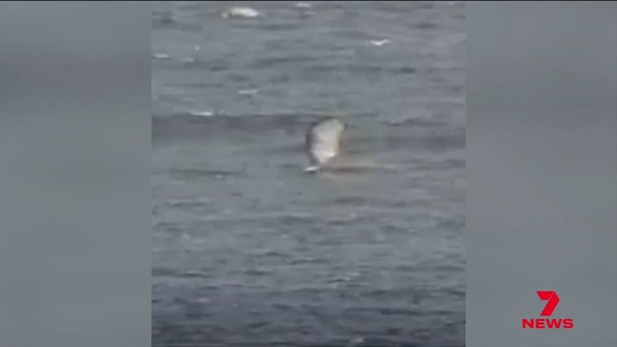 Ein Windsurfer wurde in Westaustralien von einem Hai angegriffen.