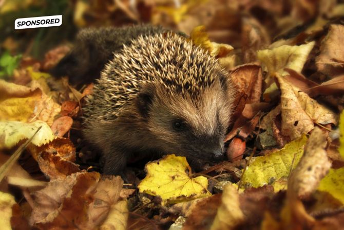 Igel Laub