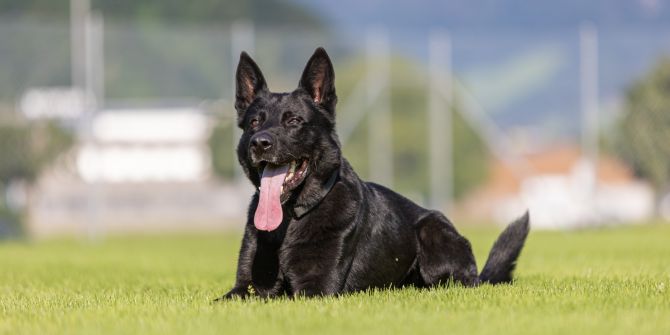 Polizeihund «Dodge»