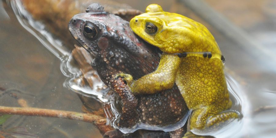 FARBWECHSEL BEI EXOTISCHEN KRÖTEN
