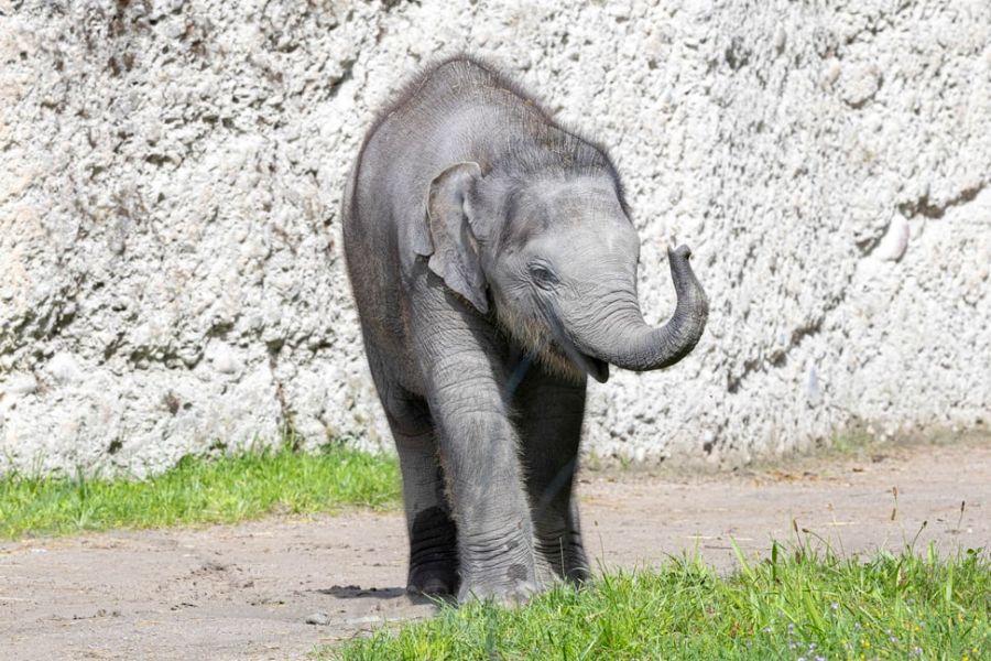 Zali ist bereits der siebte Elefant, der im Zoo Zürich viel zu früh verstorben ist.