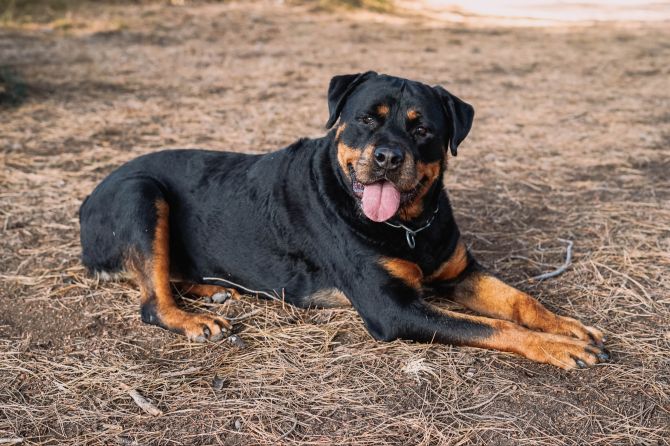 Rottweiler Angriff Katze Gericht