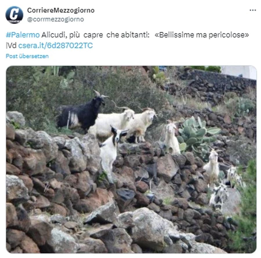 In Alicudi gibt es sechsmal so viele Ziegen wie Menschen.