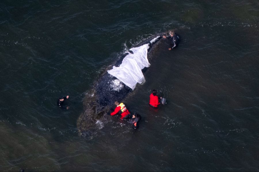Buckelwale wie Timmy gehören normalerweise nicht in die Ostsee – sein Auftauchen vor Schleswig-Holstein war eine Sensation. Vor Wismar war das Tier mehrere Wochen gestrandet.