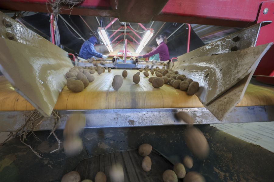 Der Kartoffel-Präsident sieht darin eine Marketingaktion. Der Nutzen sei gering.