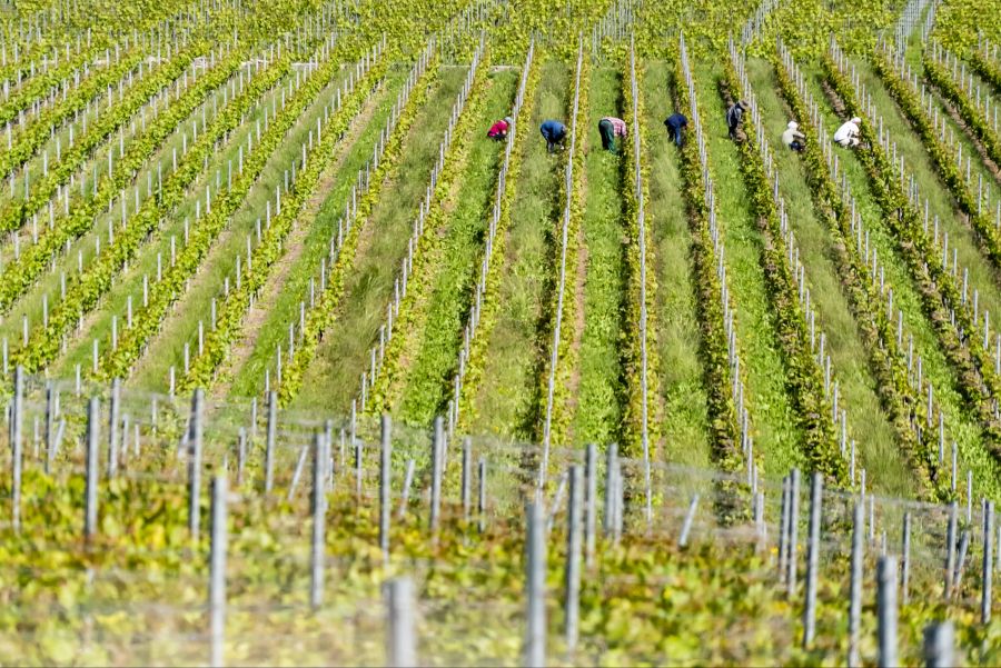 Das freiwillige Ausreissen wird vom Bund und von den betroffenen Kantonen unterstützt. Denn damit sollen Konkurse verhindert werden.