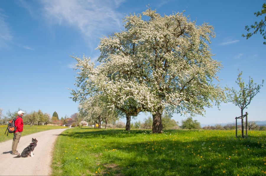 Seerücken Obstblüte Wanderung