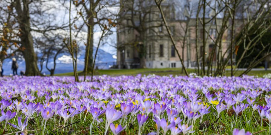 Laut Kalender beginnt der Frühling erst am 20. März. Die Natur scheint diese Daten aber herzlich wenig zu interessieren: Der Frühling ist bereits voll im Gange. (Archivbild)